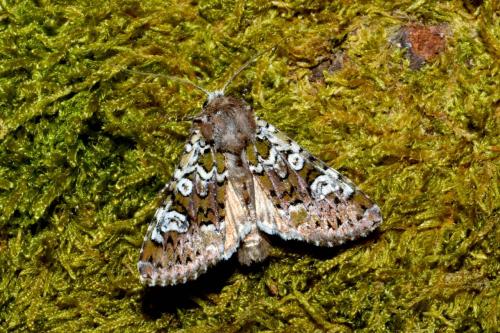 Crypsedra gemmea